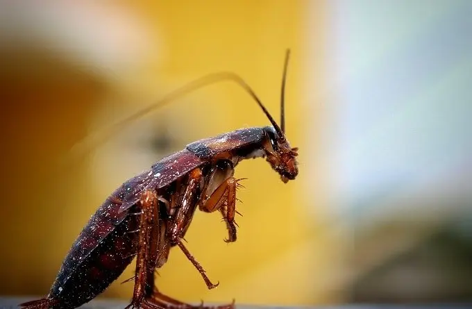What are cockroaches attracted to