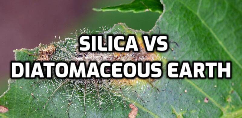 diatomaceous earth vs silica