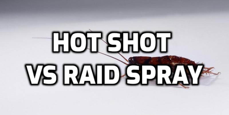 hot shot vs raid roach spray