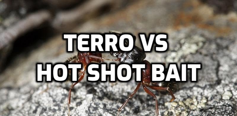 terro vs hot shot ant bait
