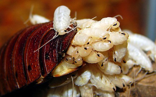 Baby cockroaches