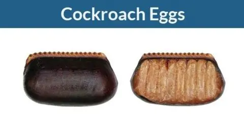 eggs cockroach roach egg does cockroaches cases hatch roaches lay many take ootheca