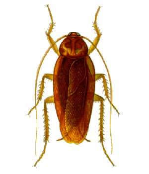 Scientific Name of Cockroach: Species, Family, Class, More