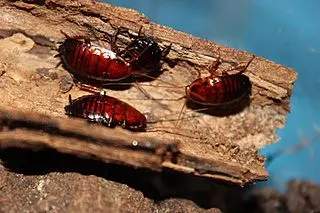 Florida woods cockroach Scientific Name