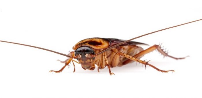 How long can cockroaches live without food