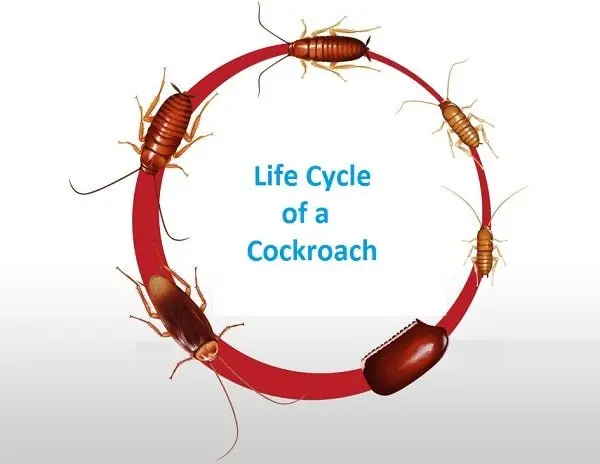 life cycle of cockroach