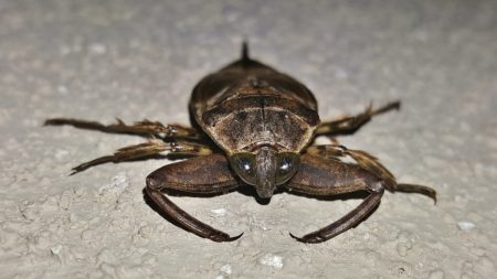 water bug identification,What Kills Water Bugs