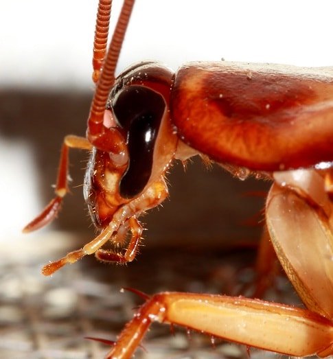 Do Cockroaches Have Eyes ? | Best Roach Killer