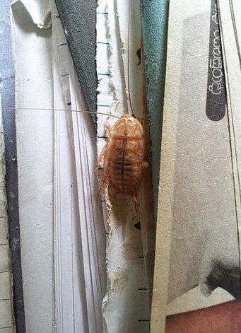 Where Do Cockroaches Come from in Apartments| How to Stop