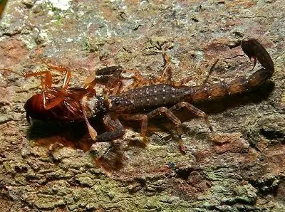 Cockroach-Natural-Predators.jpg