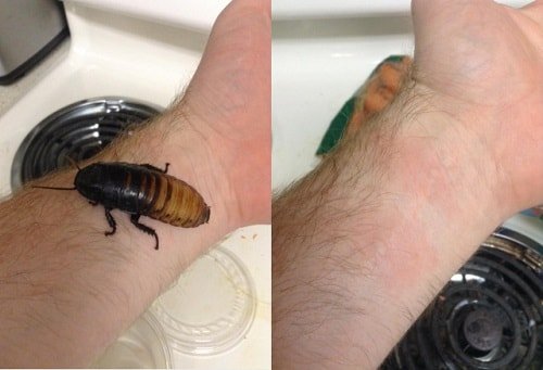 allergy to cockroaches