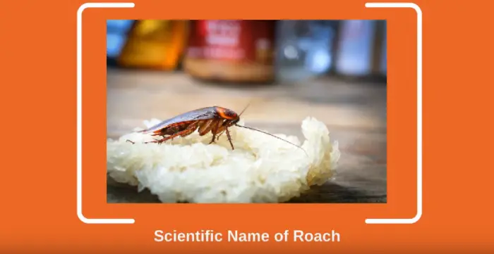 Scientific Name of Roach: Species, Family, Class
