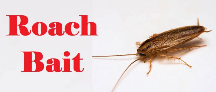 How Does Roach Bait Work - Best Roach Killer