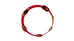 The Life Cycle of a Cockroach With Picture - In Details Guide