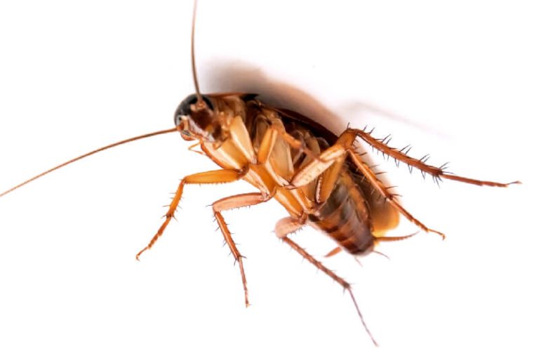 Where Do Cockroaches Come From In Apartments Best Roach Killer