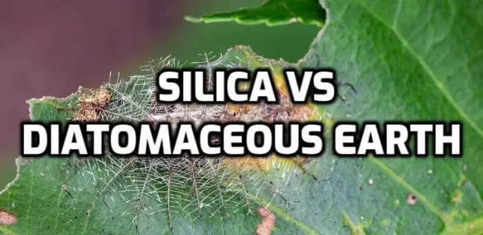 diatomaceous earth vs silica