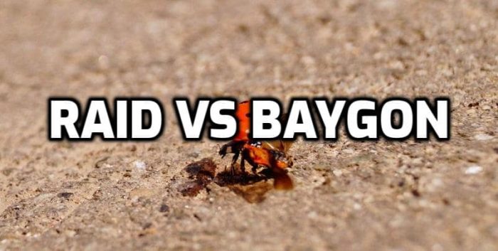 raid vs baygon