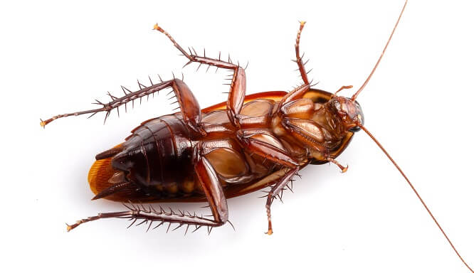 Diseases Caused By Cockroaches Best Roach Killer 