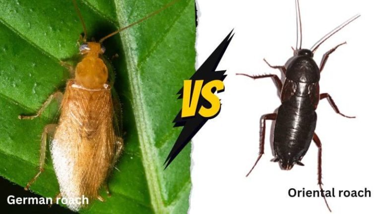 German Cockroach vs Oriental Cockroach - Comparison TABLE